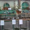 II wystawa gołębi pocztowych w Wielbarku za nami ...