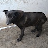Vito ( 9134) *2010
