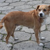 Tina (9215) *08.2023
