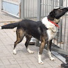 Jowisz (9189) *2023