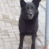 Gloria (9200) *2020
