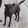 Brenda (9201) *2022