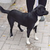 Aria (9204) *2024
