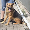 Maron (8994) *2023