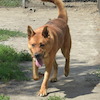Borys (8878) *2020