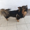 Obi (9070) *2022