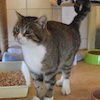 Burek (9227) *08.2018 FIV(+)