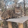 Elza (7794) *2019 FIV (+)