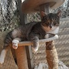 Felek (8806) *2022 FIV (+)