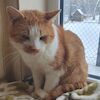 Felek (8846) *2021 FIV (+)