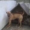 Bruno-Skubi (5645/5803) *08.2015