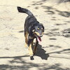 Piorun (8511) *2020
