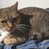 Simona (5435) *2011