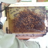 Wycieczka do Gospodarstwa Pasiecznego Leśny Dwór- Pszczółki