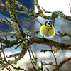 „Ptaki - literackie i fotograficzne impresje”