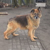 Barry (8588) *2011
