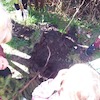 Sadzenie drzewka-Motylki