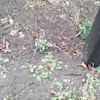 Klasy pierwsze witały wiosnę