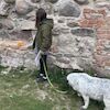 Wolontariusze na tropie ślimaka